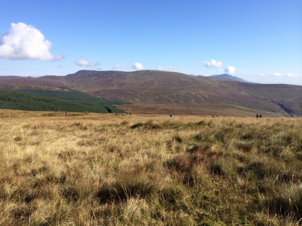 Over worse ground, few tricky clues in a forest, fell over lots on a bog but the big man did a great job with the map.
