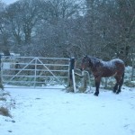 Cave Hill horses