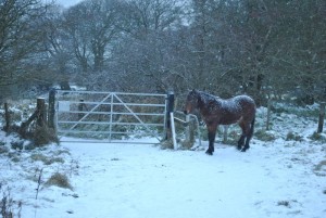 Cave Hill horses