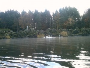 swans in sixmilewater